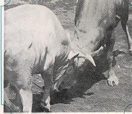 Ricoh TLS 401 camera